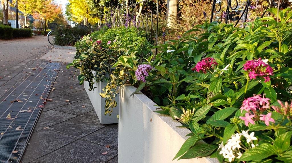  I met a volunteer for flower care at Reimeibashi Park.