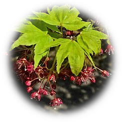  2019 Japanese maple flowering