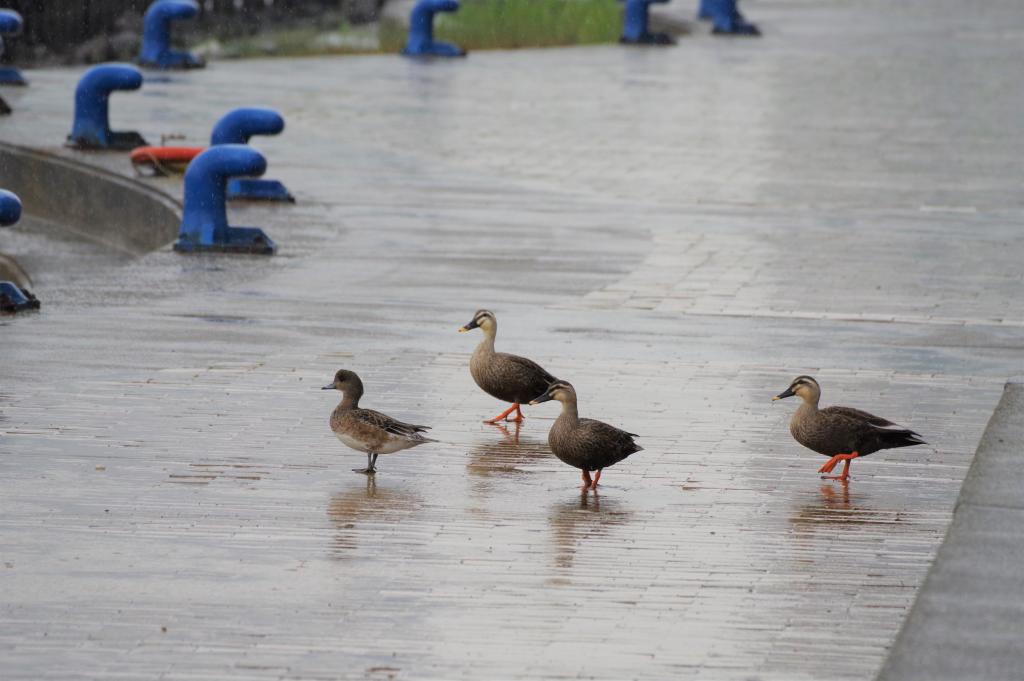  Even on rainy days, enjoy a bird walk at Ishikawajima Park