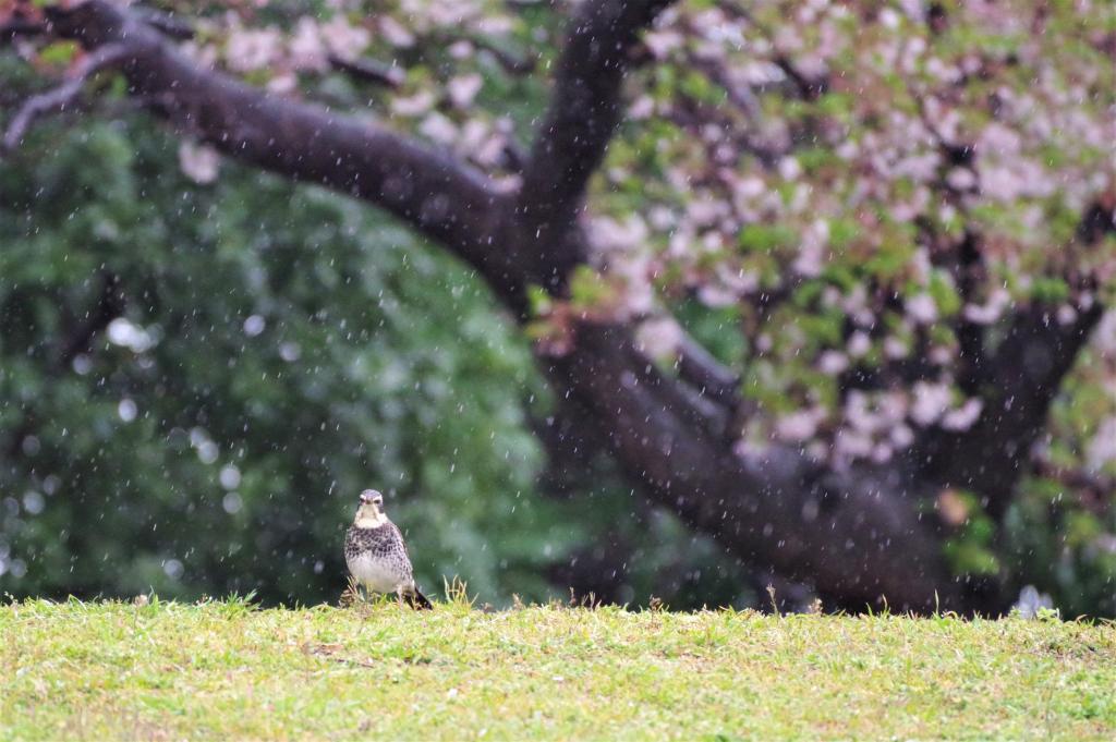  Even on rainy days, enjoy a bird walk at Ishikawajima Park