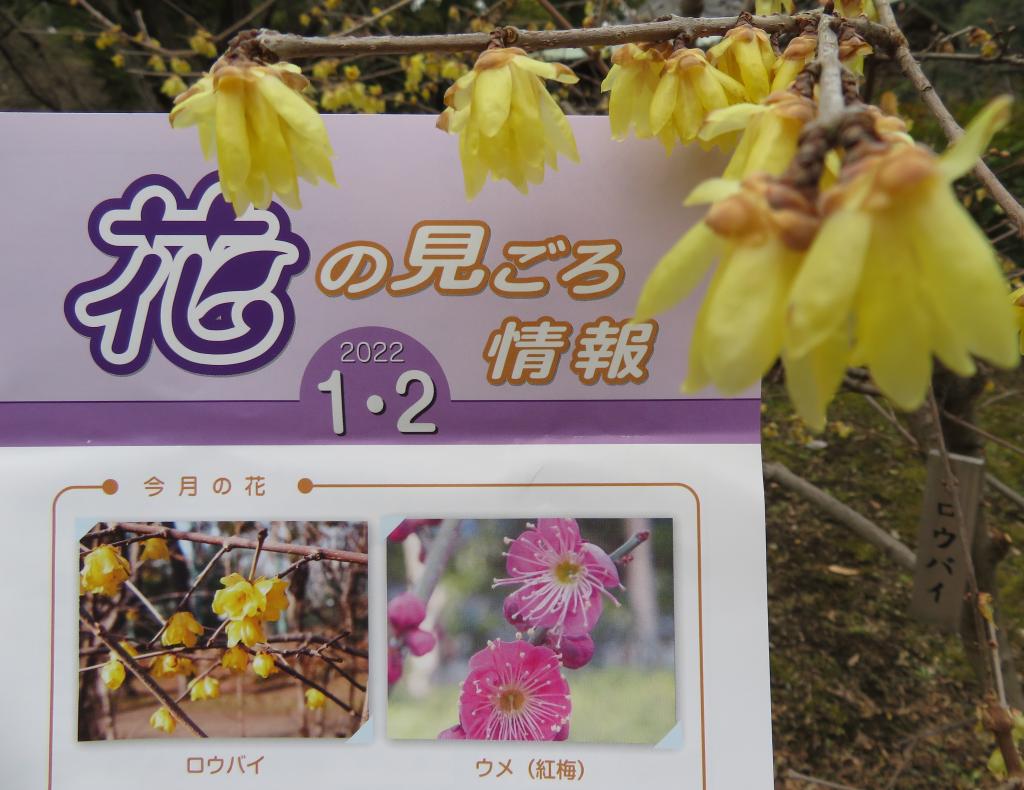 The dress of early spring in the wakubai Soshinrobai Hamarikyu Onshi Garden　