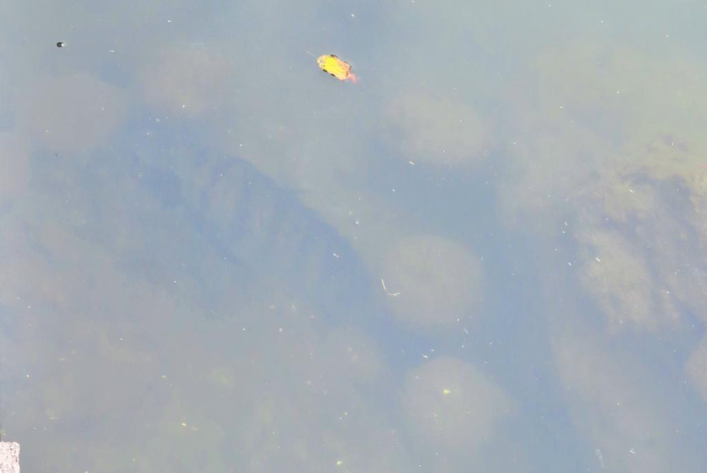 There was no yukizuri carp in the early spring of Hamarikyu Onshi Garden　