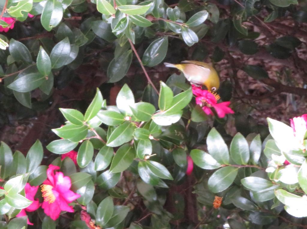 In search of camellia blooming nectar in the early spring of Japanese white-eye Hibarikyu Gardens　