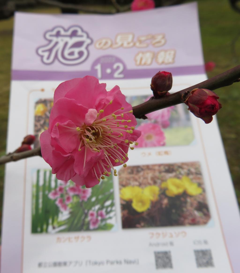 The early spring outfit of the Umehanahama Rikyu Onshi Garden, which has a faint scent of East Fubuki Kaba.　