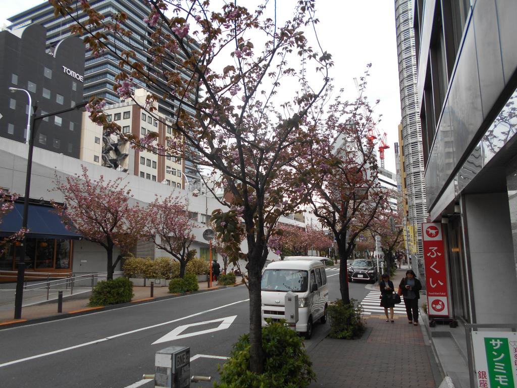 In Yae-zakura, the gorgeous and gorgeous Ginza cherry blossom street, Yae blooms following Somei.