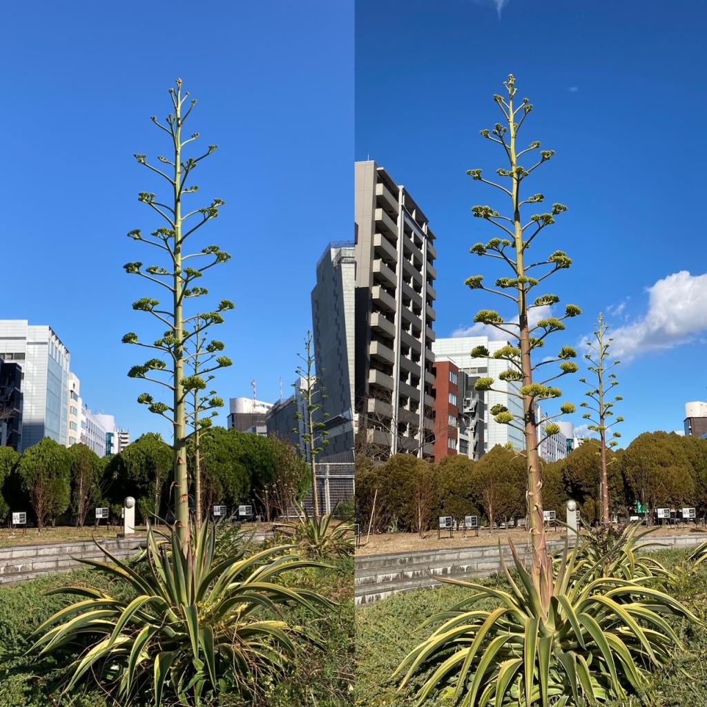  When is the phantom flower Agave Venezuela blooming?