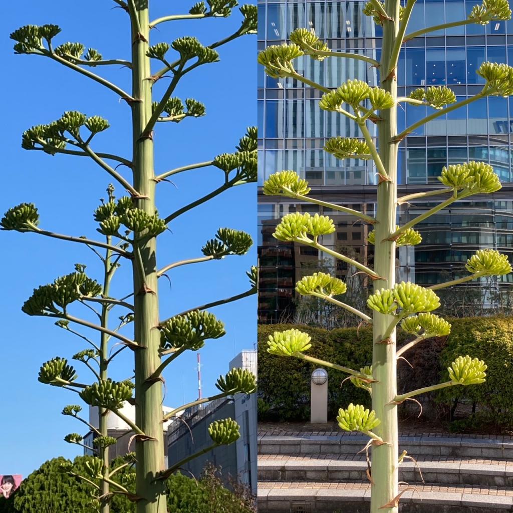  When is the phantom flower Agave Venezuela blooming?