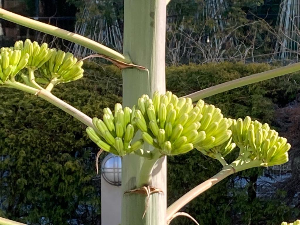  When is the phantom flower Agave Venezuela blooming?