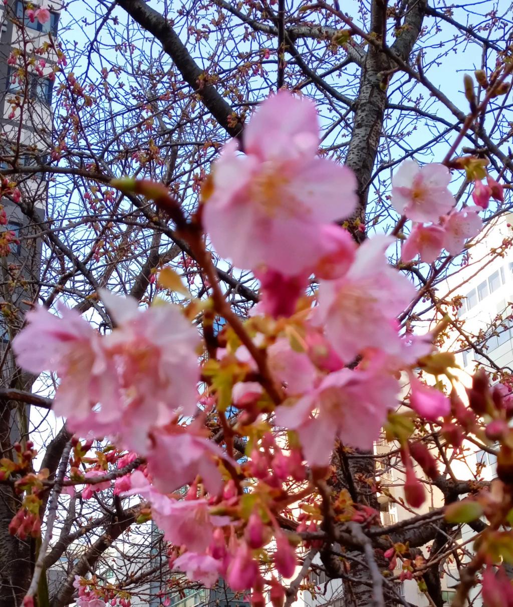 The best time to see Kawazu cherry blossoms on February 15 is until around February 23 (?) Tsukiji River Sendai Bridge Park Loop Wing Wind Power Plant Cherry Blossom Spots