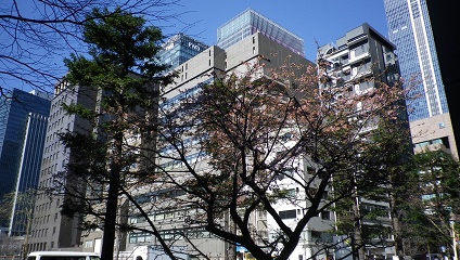  Kawazu Sakura, which was also here