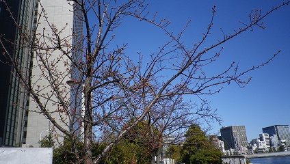 Kawazu Sakura, Shinkawa Park, which was also here