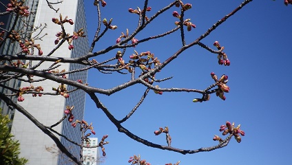  Kawazu Sakura, which was also here