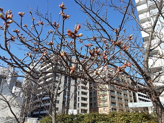  Kawazu Sakura, which was also here