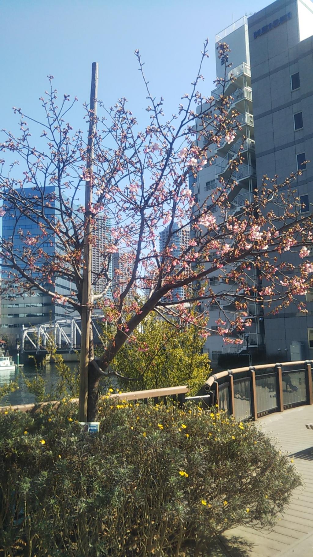 Kawazu cherry blossoms in Izu bloom. What is Kawazu Sakura in Chuo-ku? Spring is near. Kawazu cherry blossoms in Kamejima River Park have begun to bloom.