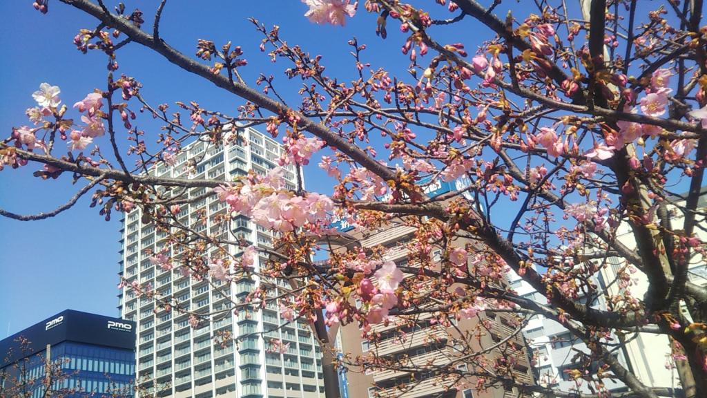 It blooms quite a bit because of the warm cheerfulness of these days. Spring is near. Kawazu cherry blossoms in Kamejima River Park have begun to bloom.