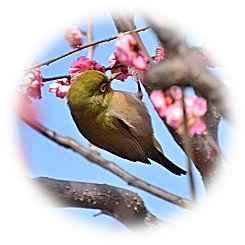  Plum and Japanese white-eye "Healing early spring"