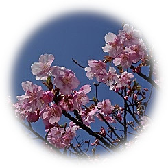  2022 "Sakura-colored Spring News" one step ahead of the blue sky