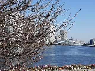  A little early cherry blossom viewing