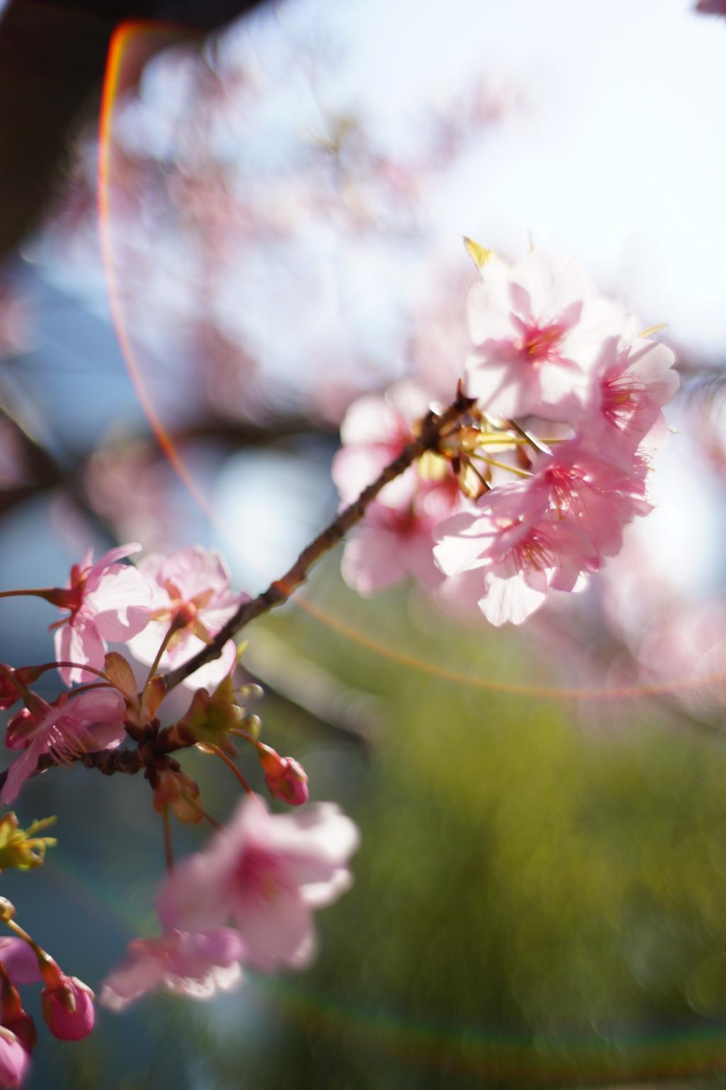  Cherry blossoms in Kamejima River Park