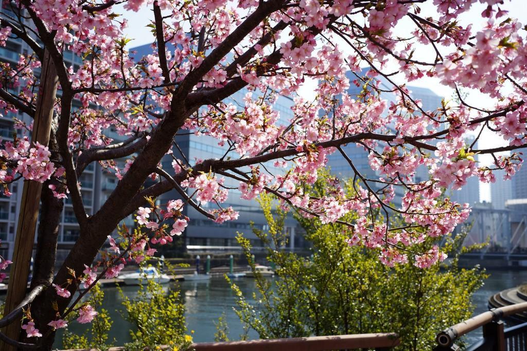  Cherry blossoms in Kamejima River Park