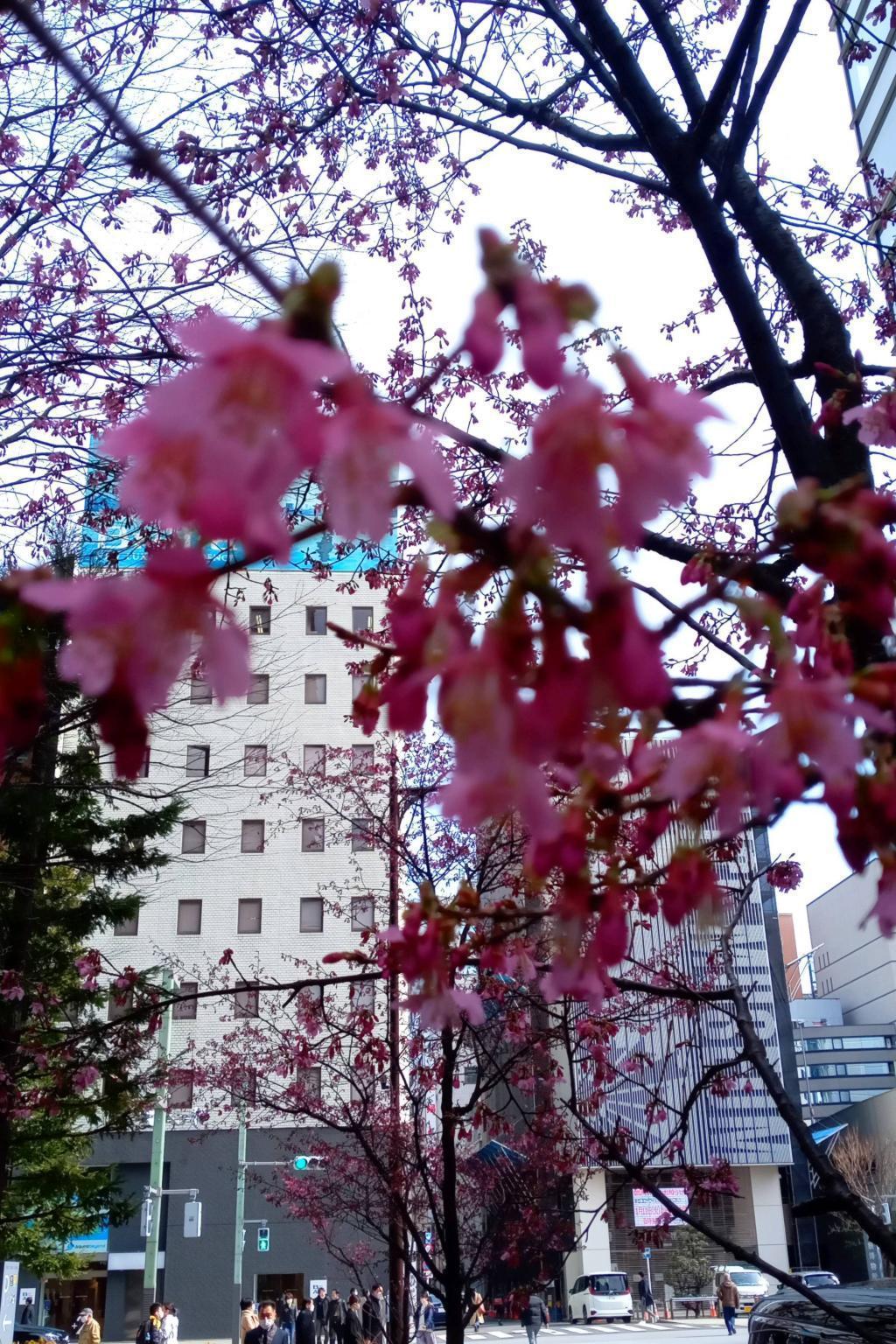 The cherry blossoms are in full bloom around 15th Tokyo Square Garden Kawazu Sakura Full bloom Okame cherry blossoms continue.
