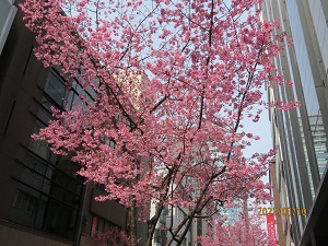  Okamezakura in Nihonbashi