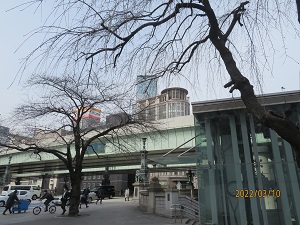 Okamezakura in Nihonbashi, weeping cherry tree before police box