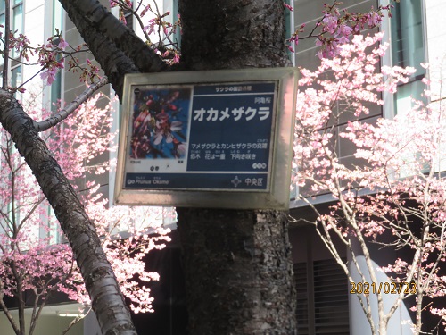 Last year's Okamezakura in Nihonbashi