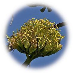  Once every few decades! The flowering of Agave Venezuela