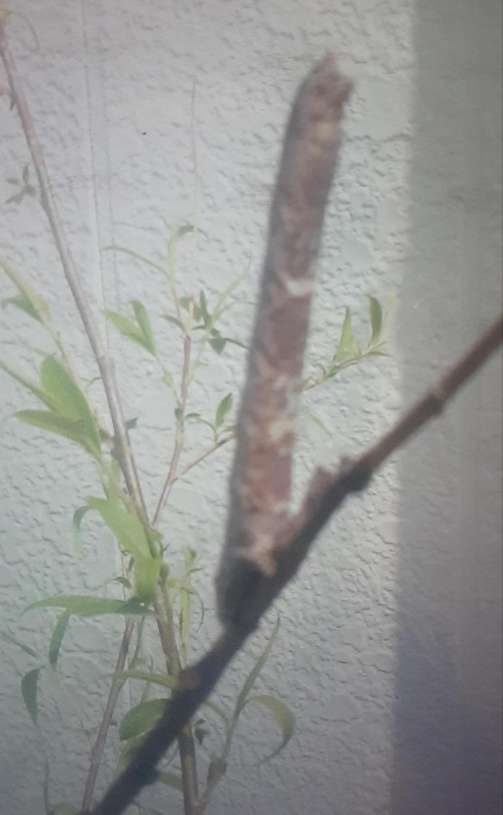  "Ginza Willow" Growth Diary ~ Spring 2022 ~