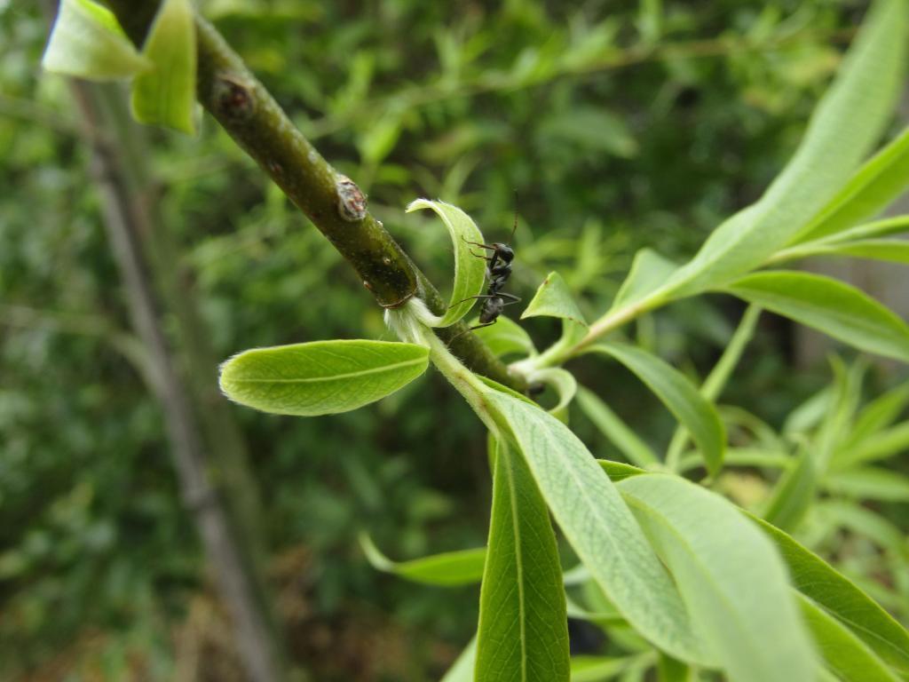  "Ginza Willow" Growth Diary ~ Spring 2022 ~