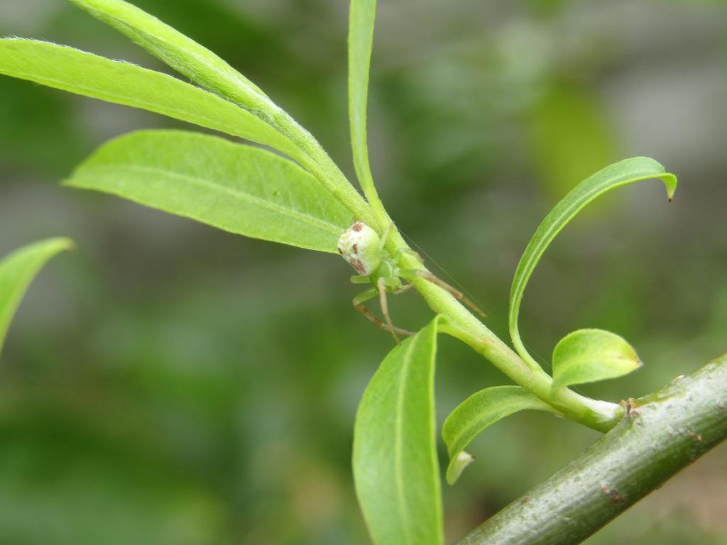  "Ginza Willow" Growth Diary ~ Spring 2022 ~