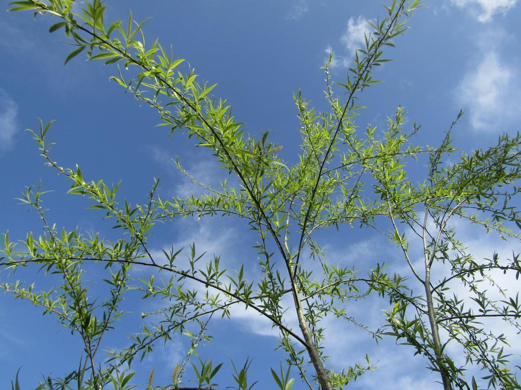  "Ginza Willow" Growth Diary ~ Spring 2022 ~