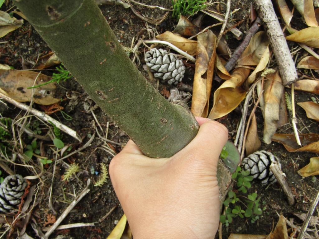  "Ginza Willow" Growth Diary ~ Spring 2022 ~