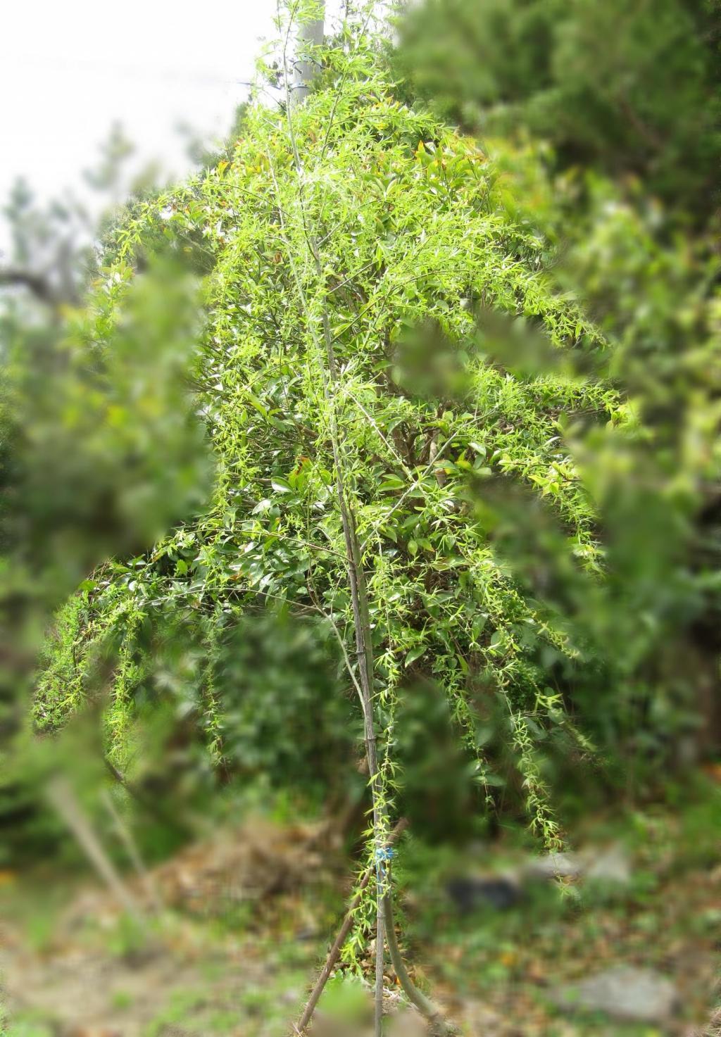  "Ginza Willow" Growth Diary ~ Spring 2022 ~