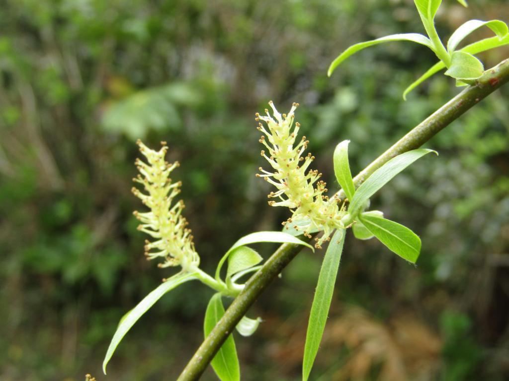  "Ginza Willow" Growth Diary ~ Spring 2022 ~