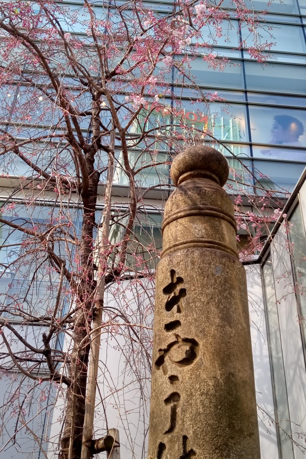 Yoshino cherry tree at Yae Beni weeping cherry tree Tokyo Square Garden on March 26 (almost) in full bloom.