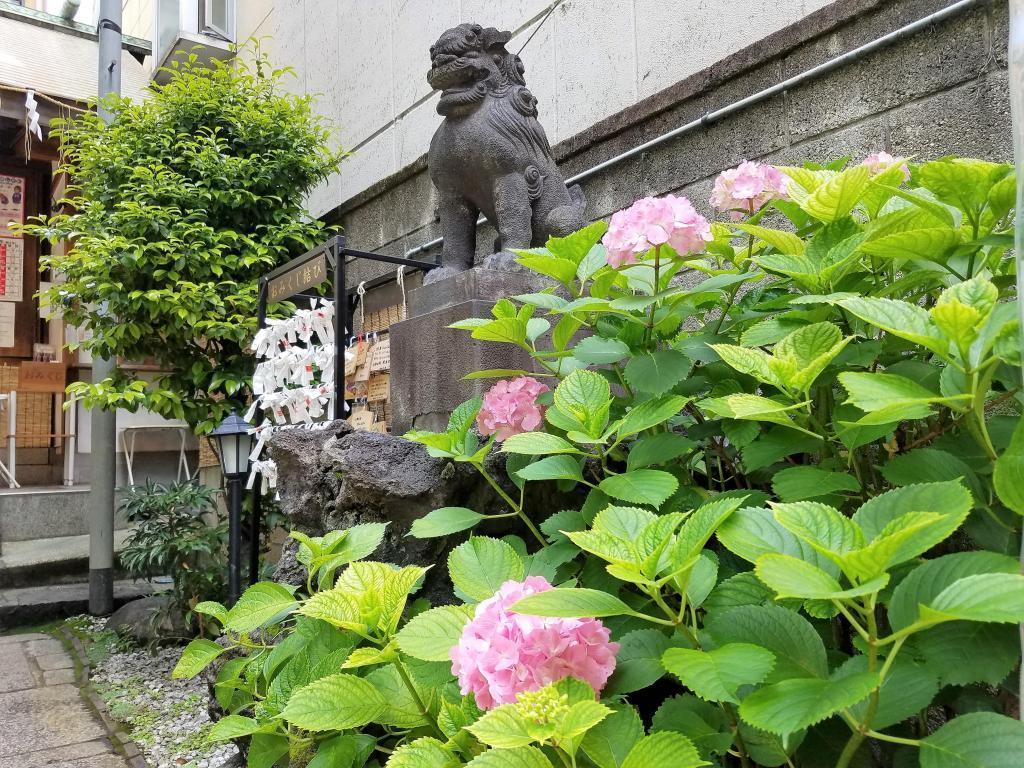  Suehiro Hydrangea Weather Day