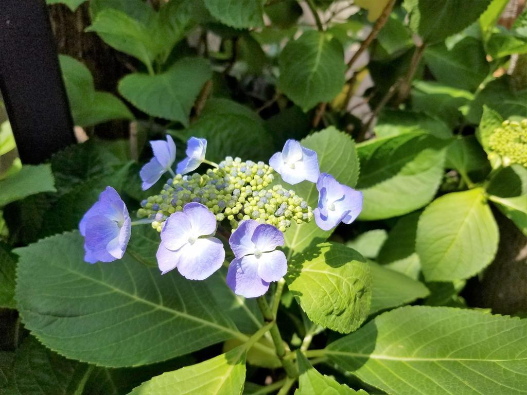  Suehiro Hydrangea Weather Day