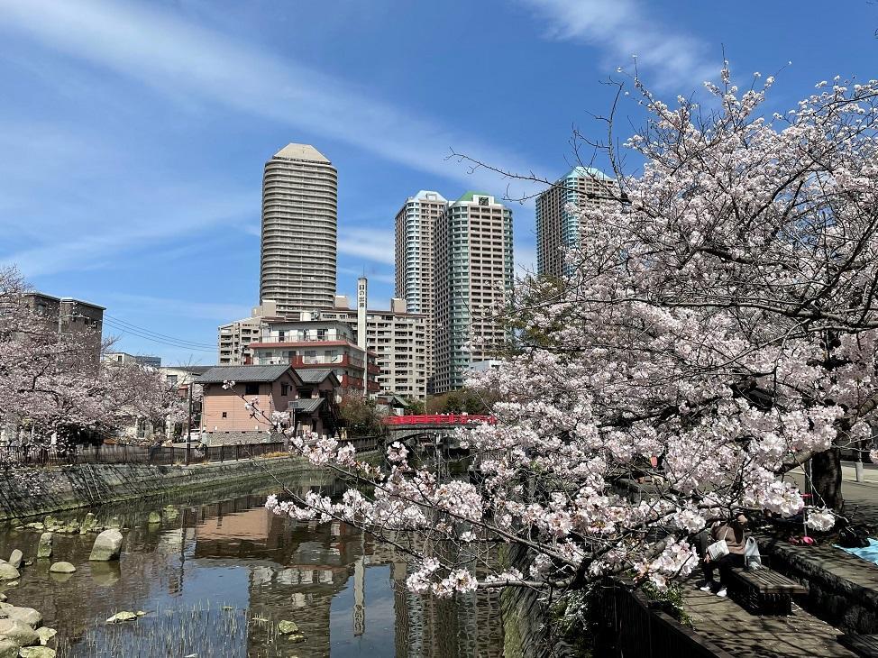  The cherry blossoms in Tsukuda are at their peak