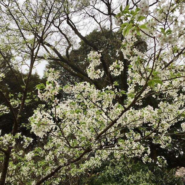  Let's feel the spring of Hamarikyu