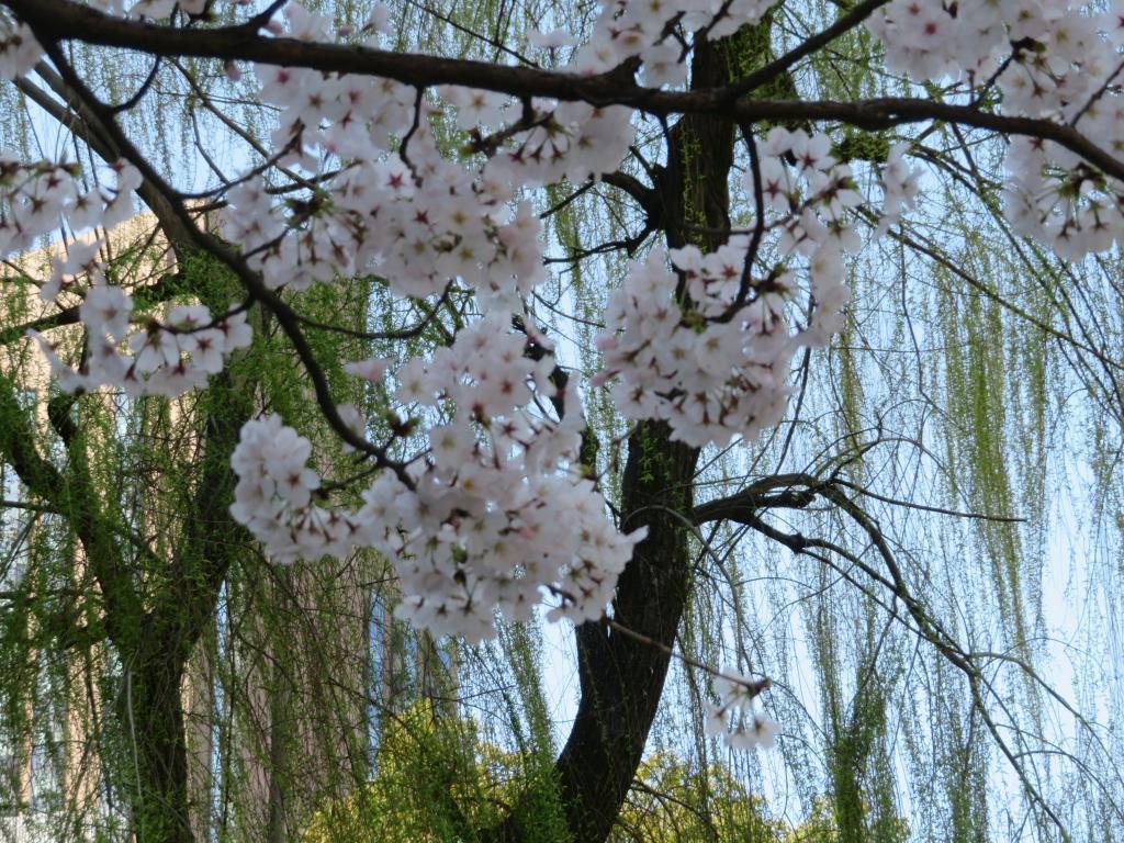  The cherry blossoms are full! Look around historic sites in Chuo-ku …6 cherry blossom spots