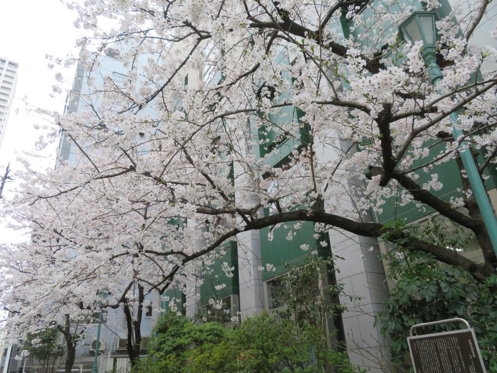  The cherry blossoms are full! Look around historic sites in Chuo-ku …6 cherry blossom spots