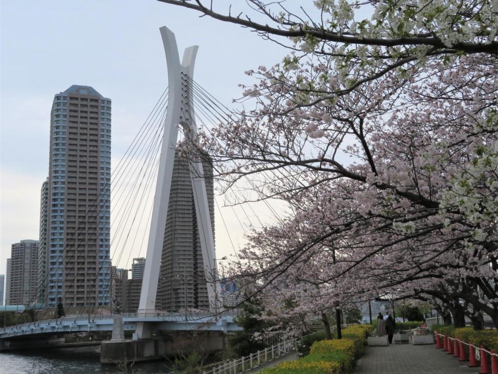  The cherry blossoms are full! Look around historic sites in Chuo-ku …6 cherry blossom spots