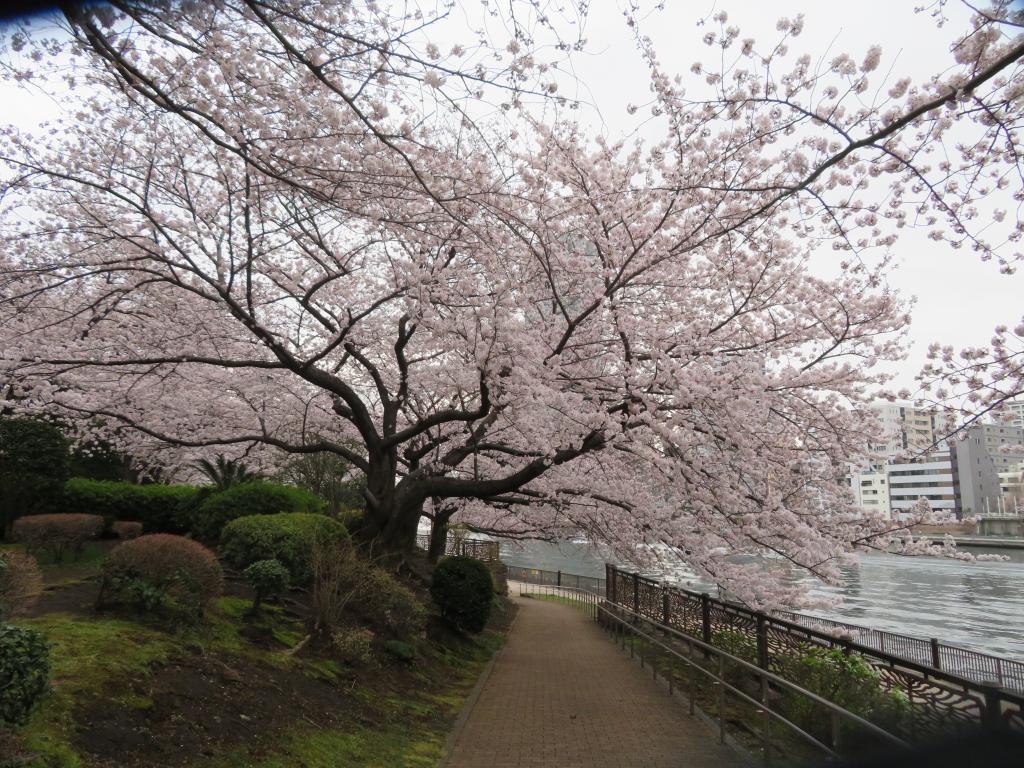  The cherry blossoms are full! Look around historic sites in Chuo-ku …6 cherry blossom spots