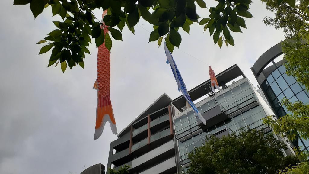  Koinobori in Chuo-ku and child care Inari