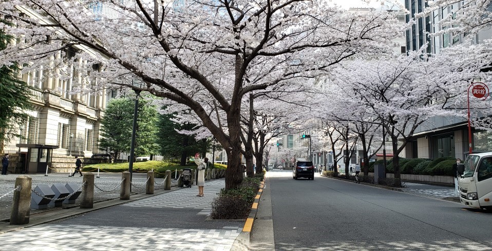  "Edo Sakura-dori St." is full of cherry blossoms.