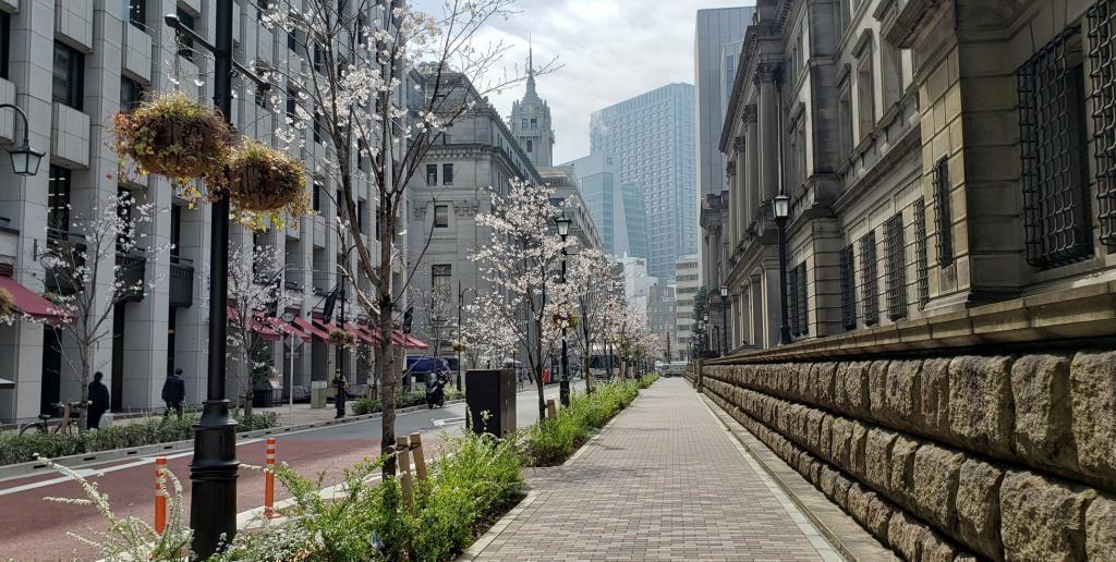  "Edo Sakura-dori St." is full of cherry blossoms.