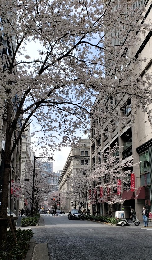  "Edo Sakura-dori St." is full of cherry blossoms.