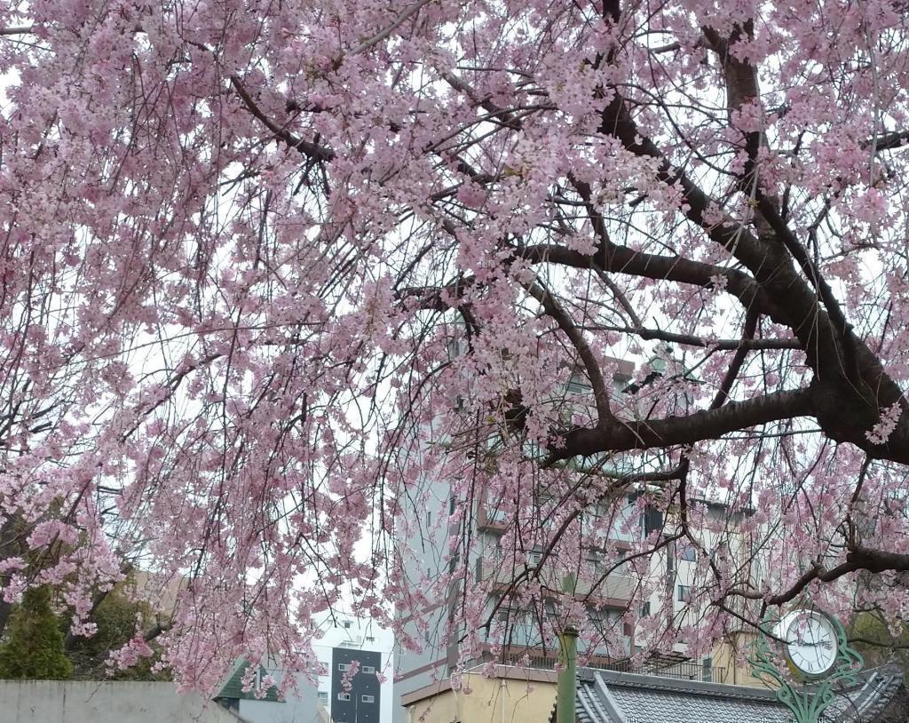 A famous spot for cherry blossoms! Under the cherry blossoms of Hamacho Park, a "front shot" pilgrimage in a school bag